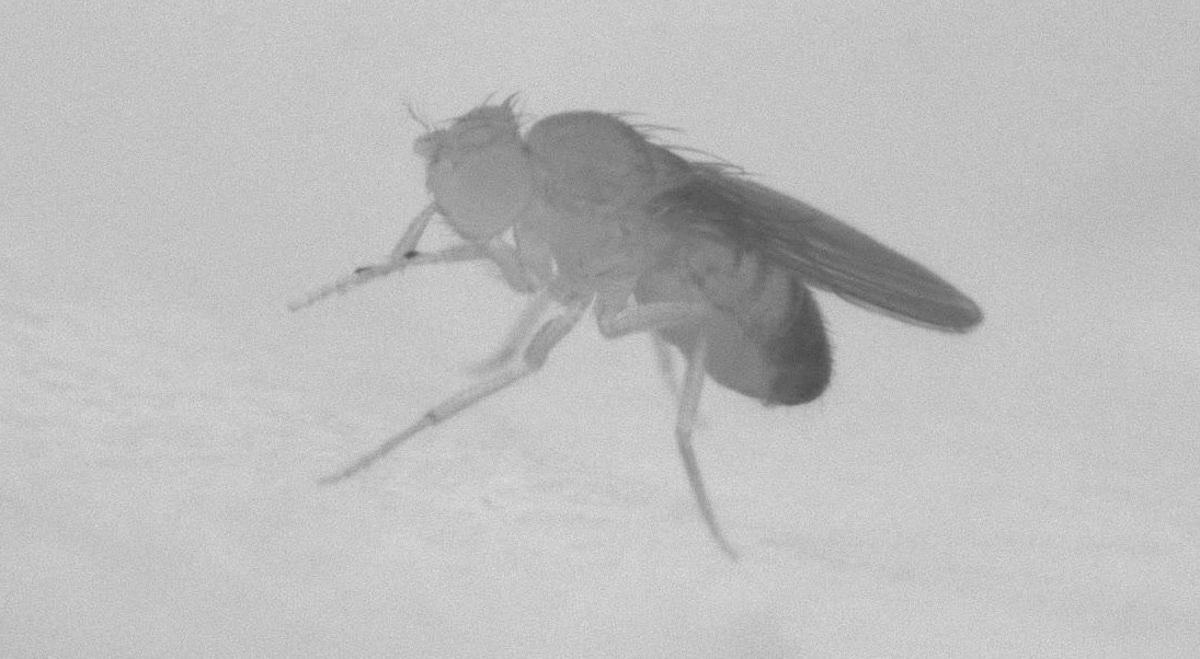 Fruit Fly Standing
